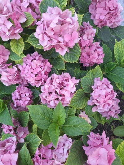A close-up, eye-level, vertical shot captures a cluster of blooming pink hydrangeas, interspersed with their vibrant green leaves. The blossoms are clustered in spherical heads, with individual petals appearing delicate and slightly curled. The leaves are broad and serrated, some showing hints of yellowing at the edges. The background is a mix of dark soil and a light gray, textured surface, possibly a wall or stone. The overall scene is that of a natural, outdoor setting, likely a garden or park. There are no people or animals visible in the image. The lighting appears to be natural daylight, casting soft shadows. The image is focused on the textures and colors of the flora.