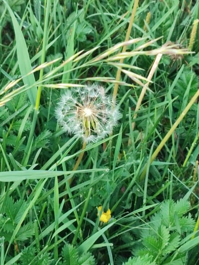 A close-up, overhead shot shows a dandelion seed head surrounded by lush green grass and other vegetation. The dandelion is in focus, with its delicate white seeds fanned out. Several blades of grass and some seed stalks are visible in the foreground and background, some with yellow or brown hues. The scene appears to be outdoors, possibly in a meadow or park. There is a small, yellow wildflower visible in the lower right quadrant of the image. A spider web with a spider is also visible in the upper right quadrant. The overall impression is one of natural detail and texture, with a focus on the dandelion's ephemeral form. There are no people or any indication of a specific location within the city of Askiz, Russia.