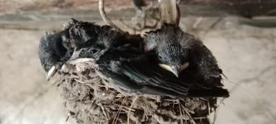 The image shows three young birds huddled together in a muddy nest. The birds are mostly dark in color with some fluffy down. They appear to be young, likely recently hatched, and are close together for warmth and protection. The nest is made of mud and straw and appears to be located on some sort of structure, possibly a building or a bridge. The background is out of focus but suggests an outdoor environment. The location of Январцев ауылдық округі, Kazakhstan is provided as context.