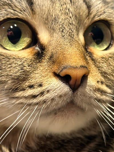 This close-up photograph depicts the face of a domestic tabby cat, situated in the city of Shaberdinka, Russia. The cat's two large, luminous eyes, prominent in the upper frame, feature green-yellow irises with vertically elongated black pupils. Reflections within both pupils indicate distinct light sources and indistinct outlines, potentially including a human figure and a camera. A pinkish-brown, textured nose is centrally positioned below the eyes. The fur exhibits a striped pattern in shades of tan, brown, black, and cream. Multiple white vibrissae (whiskers) extend from the muzzle area, positioned on both sides of the nose. No additional subjects or environmental details are visible beyond the cat's facial features within the tight crop of the image.