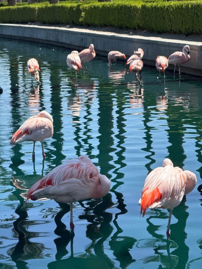 This bright, sunlit image captures a group of flamingos standing in a tranquil body of water. The scene features several flamingos, predominantly light pink and white, with vibrant red-orange feathers visible on their folded wings. Many of the birds are in a resting pose, with their long necks curved and heads tucked into their backs or under their wings, often standing on one leg.
The flamingos are situated in shallow water, revealing their slender legs. To the left of the frame, there's a visible concrete edge alongside lush, manicured green vegetation, possibly a hedge or shrubs. The water's surface is rippled, creating abstract, wavy reflections of the bright blue sky and darker elements, likely trees or other structures, in the surroundings.
The light quality suggests it is daytime with clear skies, highlighting the distinct colors of the birds and their environment. The combination of the artificial-looking concrete border and manicured greenery indicates a controlled setting, such as a zoo, resort, or public park. The overall mood is peaceful and serene. No text is visible in the image. The location context is Palm Desert, United States of America.