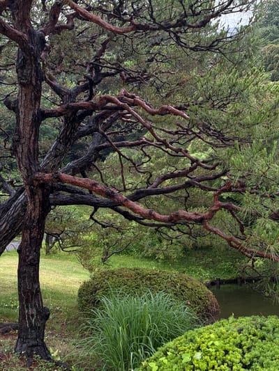 The image shows a Japanese garden landscape, likely within Shinjuku Gyoen National Garden in Shinjuku, Japan, given the distinctive style. The foreground features a gnarled, mature pine tree with twisting branches. The bark is dark and textured, with some branches displaying a reddish hue. Green pine needles are visible on the thinner branches. Behind the tree, the garden includes manicured shrubs and patches of green grass. In the background, there is a body of water, reflecting the surrounding greenery. The composition focuses on the intricate detail of the pine tree against the backdrop of a meticulously maintained Japanese garden environment. There are no people visible in the scene.
