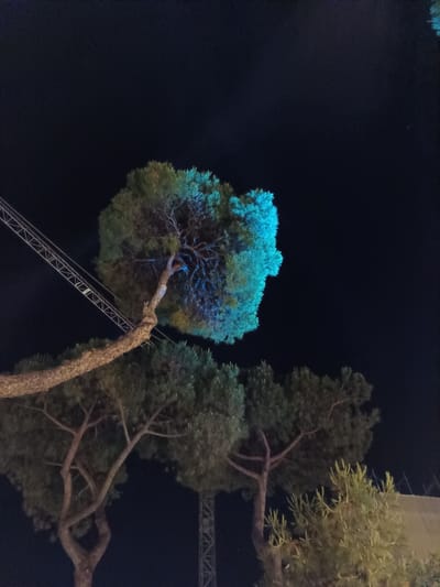 The image shows a nighttime scene in Roseto degli Abruzzi, Italy, with several pine trees silhouetted against a dark sky. One of the trees, prominently featured in the foreground, has a thick, textured trunk that curves upward and to the left. Its canopy is illuminated with a vibrant turquoise light, creating a striking contrast with the dark surroundings. In the background, other pine trees are visible, their foliage appearing dark and less distinct. A metal truss structure extends diagonally across the left side of the image, appearing to support the illuminated tree or an adjacent element. The overall atmosphere is one of urban night, possibly near a park or public space where such lighting and structures might be found.