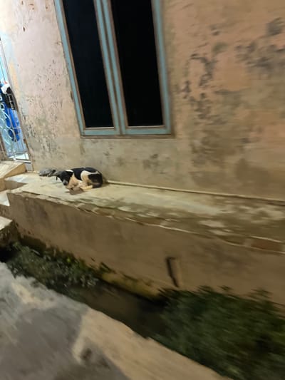 A black and white dog is curled up asleep on a concrete ledge outside a building. The wall of the building appears aged and weathered, with peeling paint. A dark-colored window with a light blue frame is visible on the wall. To the left of the dog, a grey object, possibly another animal or object, is partially visible. Below the ledge, there is a narrow channel with green vegetation growing in it, and a paved walkway or road. The scene is dimly lit, suggesting it is either nighttime or a very overcast day. The image was taken in Landuh, Indonesia.
