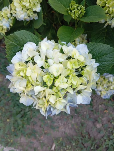 A close-up, overhead shot captures a cluster of blooming hydrangeas. The flowers are predominantly white and light green, with some petals tinged with a soft blue, particularly on the outer edges. The blooms are densely packed, forming a rounded, voluminous inflorescence. Large, dark green, serrated leaves are visible, framing the flowers and providing a lush backdrop. In the blurred background, more hydrangea blooms and foliage can be seen. The ground beneath the plants appears to be soil with some scattered dry leaves and sparse green vegetation. The overall impression is of a vibrant, natural setting, likely a garden or park. The image is too general to specify a precise location within Truskavets, Ukraine, but it depicts a common horticultural scene found in such areas. There are no people or animals present in the image.