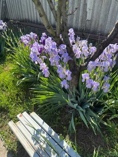 The image depicts a garden scene likely located in Lehchevo, Bulgaria, although this cannot be verified definitively from the image alone. The main focus is a cluster of blooming purple irises positioned near a tree trunk. Patches of green grass and various types of foliage surround the flowers. To the right of the image, there are several gray, rectangular metal bars resting on the ground. A corrugated metal fence is visible in the background on the left side of the image. The overall lighting suggests the photo was taken outdoors during daylight hours. No people or animals are visible in the frame.