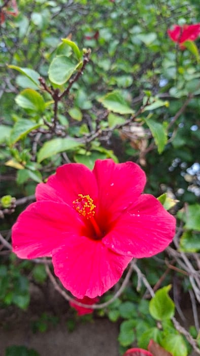 The image displays a close-up, vertical-format view of a single, vibrant magenta-red hibiscus flower in sharp focus, situated outdoors in Costa Adeje-playas Del Duque, Spain. The prominent flower features five distinct, broad petals and a central stamen column tipped with numerous bright yellow-orange anthers. Small, irregular white specks are visible on the petals. The background is rendered in a soft focus (bokeh effect), revealing indistinct green foliage, dark brown branches, and blurred hints of additional red flowers, indicating a dense plant environment. No individuals, animals, or manufactured objects are present in the frame.
