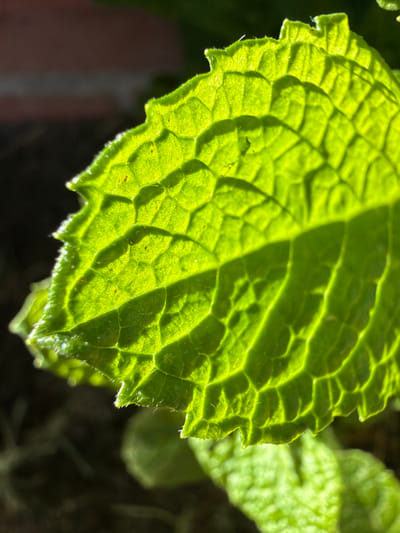 The image presents a close-up, macro view of a single, vibrant green plant leaf, strongly illuminated from behind. The backlighting renders the leaf translucent, highlighting its intricate, reticulated vein structure and distinctly serrated, hairy margins. Small, dark, irregular speckles are visible on the leaf's surface. The immediate background is largely dark and out of focus, with a blurred reddish-brown, horizontally oriented element visible in the upper left. A second, out-of-focus green leaf or plant part is partially discernible in the lower right quadrant. No people, actions, or interactions are present. The scene is located in Rancho Palos Verdes, United States of America.