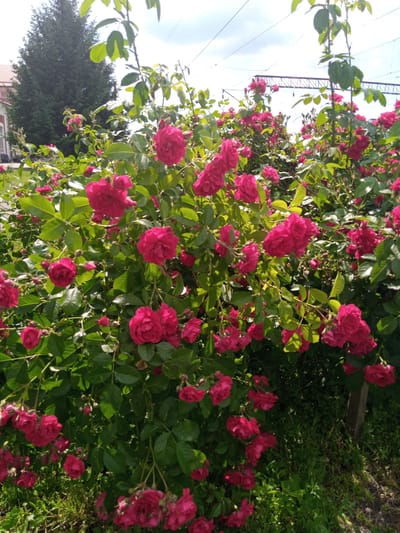 The image depicts a close-up view of a large rose bush with numerous bright pink roses in full bloom, set against a background that suggests an urban or semi-urban environment. The roses are clustered together, with some in focus and others softly blurred, creating a sense of depth. Lush green leaves surround the flowers, some of which are beginning to droop. In the background, a tall, dark green evergreen tree is visible on the left, along with the side of a building with a red roof and pale walls. Overhead, power lines and a metallic structure, possibly related to an overhead railway or industrial equipment, are silhouetted against a bright sky with scattered clouds. The ground in the foreground and to the right is covered with grass and weeds, with a wooden post partially visible on the right side. The scene is bathed in sunlight, casting shadows and highlighting the textures of the petals and leaves. The overall impression is one of a vibrant, natural element thriving amidst the infrastructure of a developed area. The location is identified as Romodan, Ukraine.