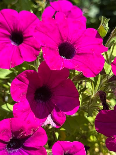 The image is a close-up, vertical, outdoor shot of multiple bright pink petunias in bloom. The flowers are in various stages of opening, with some showing their dark centers and ruffled petals. The background consists of blurred green foliage, suggesting a garden setting. Sunlight highlights the vibrant colors of the flowers, creating soft shadows and bright spots on the petals. There are no people or animals visible in the image.