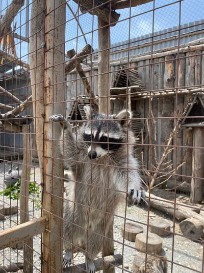 The image shows a raccoon captured within an outdoor enclosure, viewed through a series of intersecting metal bars. The raccoon is the central subject, recognizable by its distinctive black and white facial mask, pointed ears, and grayish-brown fur. It is positioned with its body oriented horizontally in the frame, clinging to a metal bar with its front paws, and appears to be looking directly at the viewer.
The enclosure features rustic and natural elements. In the background, there are wooden plank walls and various logs and branches that provide a habitat for the animal. The ground within the enclosure appears to be gravel or dirt, with several cut log sections scattered around. Above the raccoon, a portion of a corrugated metal roof is visible, and beyond that, a mesh covering allows a clear blue sky to be seen, indicating an open-air facility.
The scene is brightly lit, suggesting clear daytime conditions. There is no visible text in the image. The overall impression is of an animal in captivity, likely at a zoo or animal sanctuary, given the structured enclosure and the animal's direct gaze. The image's orientation is vertical (portrait), though the raccoon itself is stretched across the frame horizontally. The location context provided is Timofeevka, Russia.