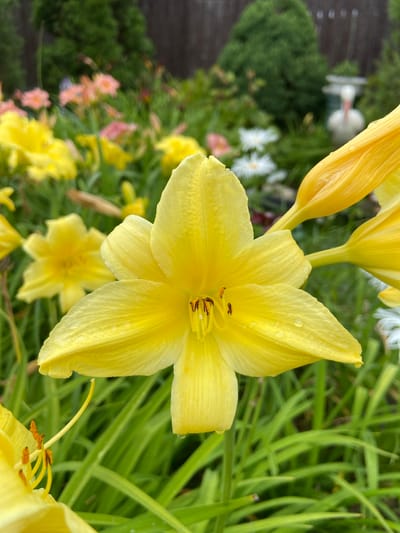 In the foreground, a bright yellow daylily is in full bloom, its petals slightly unfurled and showing faint veins. A few water droplets glisten on the surface of the petals. The center of the flower reveals delicate stamens with dark anthers. Behind the primary bloom, other yellow daylilies, some in bud, are visible, along with hints of pink and white flowers in the blurred background. The leaves of the daylilies are long and green, providing a lush backdrop. In the far background, a wooden fence and dense green foliage can be seen. To the right, a white decorative bird statue stands amongst the greenery. The overall scene is that of a garden in bloom. The location is identified as Mayaki, Russia.