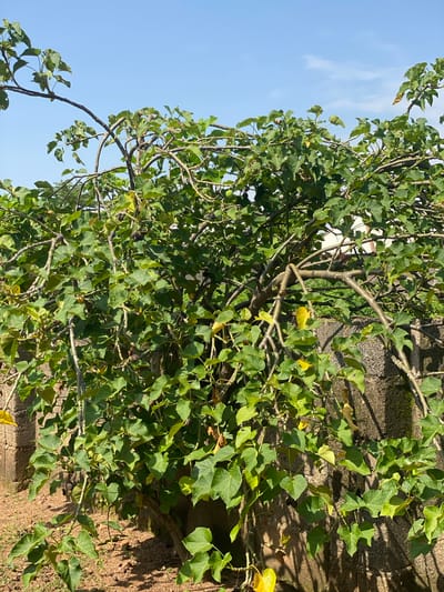 The image depicts a tree with dense green foliage and some yellowing leaves, possibly a fig tree, situated in front of a low, rough-textured stone wall. The tree has thick, gnarled branches that arch and spread out, some extending over the wall. Several dark, round fruits are visible amongst the leaves. The ground in front of the wall is covered with reddish-brown soil and scattered pebbles. The background shows a clear blue sky with a few faint white clouds and the top of a building with a white wall and a section of a reddish-brown roof peeking out from behind the tree. The scene appears to be outdoors, likely in a residential or garden setting in Daniel, Nigeria. There are no people or animals visible in the image.