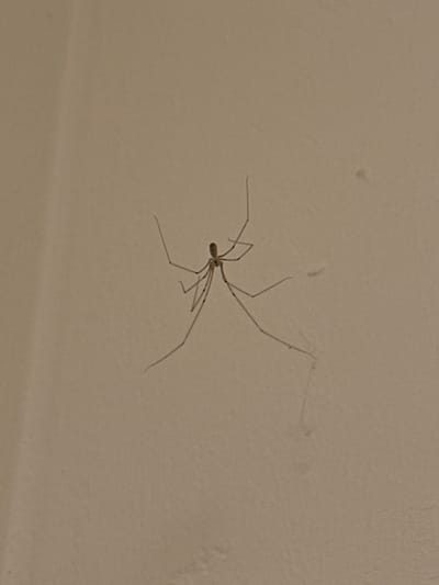 A single, light brown cellar spider (Pholcus phalangioides), also known as a daddy long-legs spider, is positioned on a light beige or cream-colored, textured surface. The spider has a small body and disproportionately long, thin legs extending outwards. There is no location identified, as Heidelberg, Germany is not present in the image.