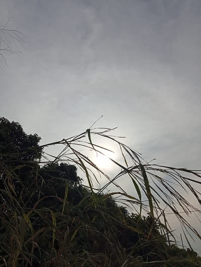 The image depicts a low-angle view of tall grass and foliage against a cloudy sky. The sun is partially obscured by the foliage, creating a lens flare effect in the upper right quadrant of the image. The scene appears to be an outdoor environment, possibly a field or a roadside in Teluk Kenidai, Indonesia. There are no people or animals visible in the frame. The vegetation is dense and appears to be a mix of grass and leafy plants. The overall lighting suggests it is either early morning or late afternoon.