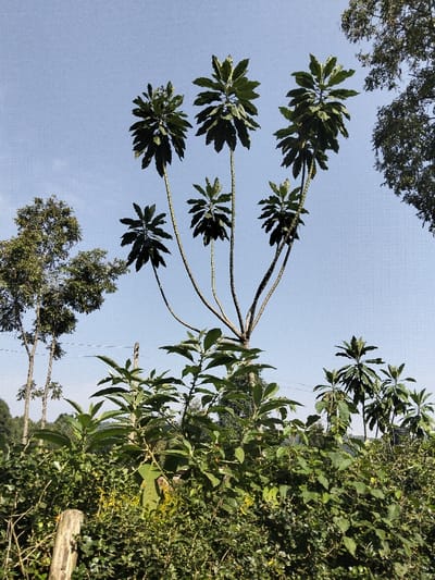 The image depicts an outdoor daylight scene in Nyansiongo ward, Kenya, showcasing dense green vegetation under a clear, light blue sky. A prominent central tree features multiple slender, light-colored branches, each terminating in a dense cluster of large, dark green leaves; six such clusters are distinctly visible. To the left, two taller trees with finer, medium-green foliage stand, partially obscuring a darker, distant tree line. A large, dark green tree with a dense canopy is visible on the far upper right. The lower third of the frame is filled with a dense growth of various green shrubs and smaller plants. A section of a light brown wooden fence post protrudes from the foreground foliage in the bottom left. In the mid-ground, a dark, slender utility pole or structure is present, with two thin horizontal lines extending from its vicinity towards the left. No individuals, actions, or interactions are visible.