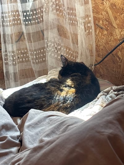 A tortoiseshell cat is curled up on a bed, facing away from the camera, with its head tucked. Sunlight streams in from the left, illuminating the cat's fur and casting shadows. Behind the bed, a sheer white curtain with a patterned design hangs in front of a textured wooden wall. A black cable is visible on the wall to the right. The overall impression is one of a peaceful, indoor scene, possibly in Yanevo, Russia, where the cat is enjoying a sunbeam.