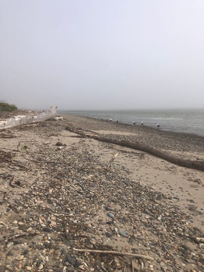 The image shows a foggy beach with a line of seagulls standing by the water. A large piece of driftwood is prominent in the foreground, with smaller pieces of wood and stones scattered on the sand. The water is calm, and the sky is overcast. The scene depicts a natural landscape, likely a coastal area.