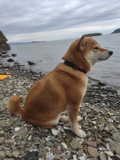 A Shiba Inu dog with reddish-brown fur sits on a rocky shore by the water on Russky Island, Russia. The dog is wearing a dark collar with a silver tag shaped like a bone. The sky is overcast and the water is calm. In the distance, there are some islands and possibly a city skyline. The shore is covered with pebbles and shells.