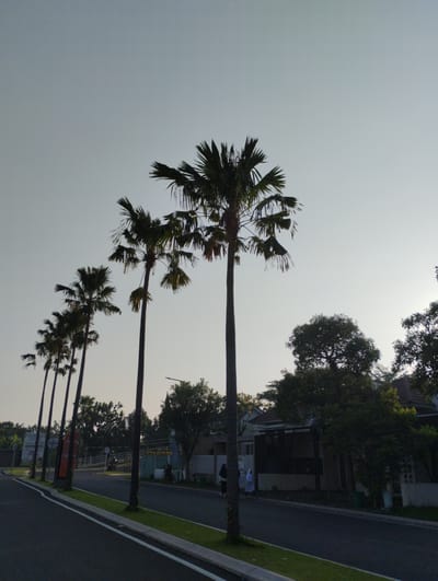 The image depicts a street lined with palm trees in Sidodadi, Indonesia. The sky is a clear, pale blue. A paved road runs diagonally across the lower portion of the frame, with a white line marking the edge. Adjacent to the road is a strip of green grass, bordered by a concrete curb. A row of tall, slender palm trees with dark green fronds stand to the right of the road, silhouetted against the sky. Behind the palm trees, a residential area is visible, featuring houses with reddish-brown tiled roofs and dark-colored walls. Some trees with dense foliage are scattered throughout the residential area. Two individuals, one wearing a white hijab and the other a dark garment, are walking on the sidewalk in front of one of the houses. A motorcycle is parked near a fence in the background. The overall scene suggests a quiet, suburban street in a tropical environment.