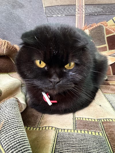 A black cat with yellow eyes and a red and white collar is lying on a blanket in the city of Kandry, Russia. The cat is positioned in the center of the frame, facing the camera. The blanket is patterned with squares of various colors and textures, including brown, beige, and black. The background is out of focus, but appears to be a couch with a striped pattern. The lighting is natural and even, with no harsh shadows.