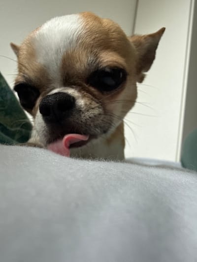 A close-up shot depicts a tan and white Chihuahua with its tongue sticking out, licking a soft, white surface. The dog's black eyes, nose, and whiskers are clearly visible. The background includes a hint of green fabric and a white wall. There is no information available from the image to place the location in Lauchhammer, Germany.
