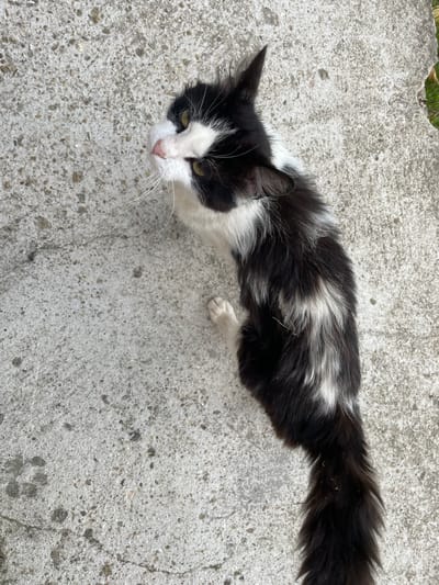 An overhead shot shows a black and white cat with green eyes looking up and to the left. The cat is lying on a gray concrete surface. The cat's fur is predominantly black with patches of white, and its tail is long and bushy. The concrete surface is textured and appears to be outdoors, possibly in a city. A small patch of green foliage is visible in the upper right corner of the image. The location is Slivnitsa, Bulgaria.