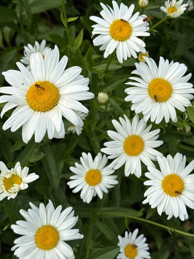 The image displays a close-up, overhead view of a cluster of white daisies with yellow centers. Several small, striped insects, likely hoverflies or small bees, are visible on the petals and centers of some of the daisies, appearing to be collecting nectar. The daisies are set against a backdrop of lush green foliage. The scene suggests an outdoor setting, likely a garden or meadow, bathed in natural light. The specific location in the city of Izobilnyy, Russia, is not evident from the visual information provided in the image itself.