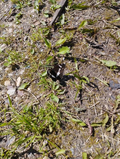 A butterfly with black and white wings is resting on the ground amidst dry grass, soil, and small green plants. The ground is uneven, with scattered small stones and twigs. A thin, weathered piece of wood lies diagonally across the upper portion of the image. The scene appears to be an outdoor environment, possibly a park or a natural area within the city of Shiryayevo (Il'insky), Russia. There are no people or any indication of recent human activity.