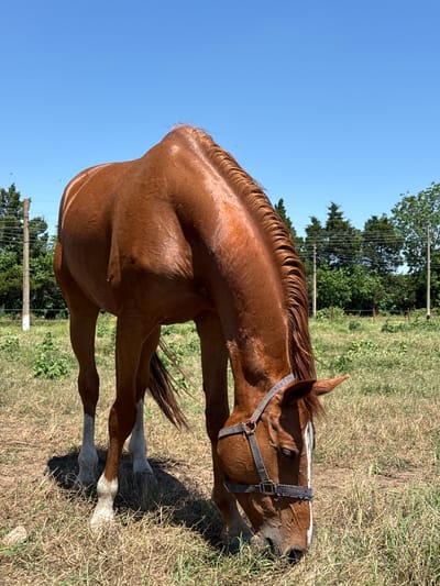 This outdoor photograph depicts a chestnut horse grazing in a sunny field in Slavovitsa, Bulgaria. The horse, positioned centrally and angled slightly to the left, has its head lowered to consume dry and green grasses. It possesses a white blaze on its face and white socks on its lower legs and is equipped with a dark halter featuring decorative studs on the noseband. The ground is covered with a mix of parched, light-colored grass and patches of greener vegetation. In the background, a line of green trees, including conifers, is visible, interspersed with several wooden utility poles supporting overhead wires. A fence line is also discernible in the mid-ground. The sky is clear and bright blue, and strong sunlight creates distinct shadows on the ground beneath the horse. Small flying insects are present in the upper left portion of the sky. No people are visible.