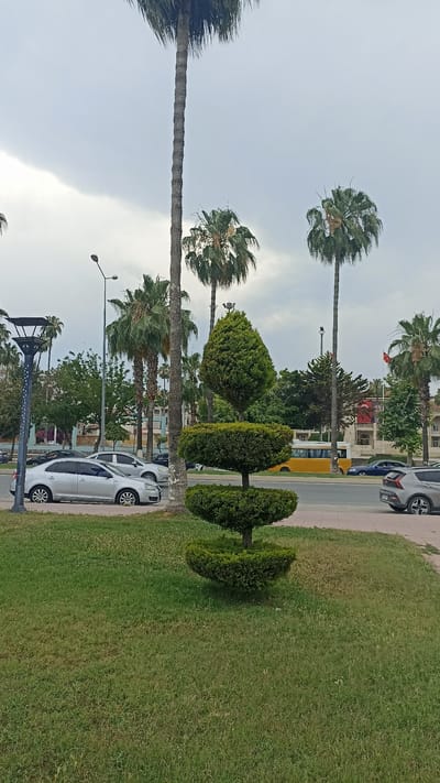 The image depicts a street scene in Mersin, Turkey, under an overcast sky. A tall palm tree dominates the center-left of the frame, with other palm trees and greenery lining the street. In the foreground, a manicured bush with three tiers is prominently displayed on a grassy area. Cars are visible on the road, including a silver sedan, a dark blue sedan, and a silver SUV, as well as a yellow bus further down the street. A street lamp with a decorative top stands to the left of the palm tree. Buildings and a Turkish flag are visible in the background. The overall impression is a daytime urban environment with lush vegetation.