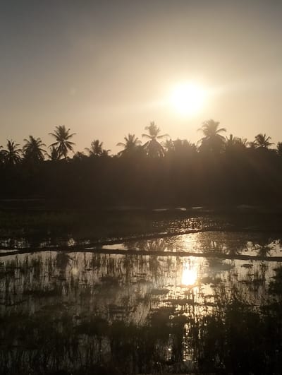 The image depicts a sunrise over a rural landscape. A bright sun is visible in the upper right quadrant of the frame, casting a warm glow across the scene. Silhouetted against the bright sky is a line of palm trees, their fronds fanning out. Below the trees is a body of water, likely a rice paddy, reflecting the sky and the sun. The water's surface is disturbed, creating ripples and distortions in the reflection. Tall grasses or reeds grow in and around the water, adding texture to the foreground. The overall impression is one of tranquility and natural beauty, indicative of a rural setting in Sampoajad, Indonesia, a region known for its lush vegetation and agricultural lands. There are no people or animals visible in the image.