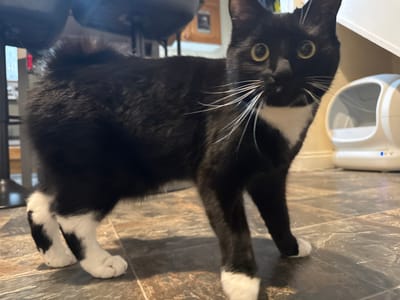 A black and white tuxedo cat stands on a tile floor. The cat has white paws, a white bib, and long white whiskers. The cat's tail appears to be short. Behind the cat is a white automatic litter box and some furniture. The location is not discernible from the image. The city of Desborough, United Kingdom, cannot be determined from this image.