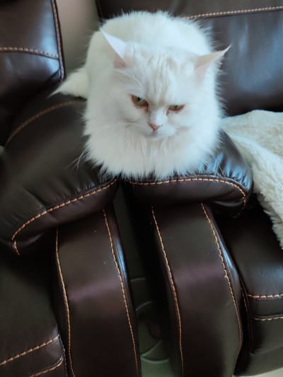 A fluffy white cat with amber eyes sits on top of a brown leather couch. The cat is looking downwards with a slightly annoyed expression. The couch has decorative stitching and appears to be in good condition. A portion of a cream-colored, fuzzy blanket is visible to the right of the cat. The background is indistinct and out of focus, suggesting an indoor setting. The image was taken in Dubai, United Arab Emirates.