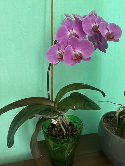 An orchid plant with multiple purple flowers in bloom is pictured in a clear green pot. The orchid has several large, dark green leaves and visible aerial roots. The plant is supported by a wooden stake. The background is a textured turquoise wall. To the right of the orchid, a portion of another potted plant in a gray pot is visible. The scene appears to be indoors, likely in a residential setting. No individuals are present in the image. The photograph was taken on June 30, 2023, at 11:04 AM.