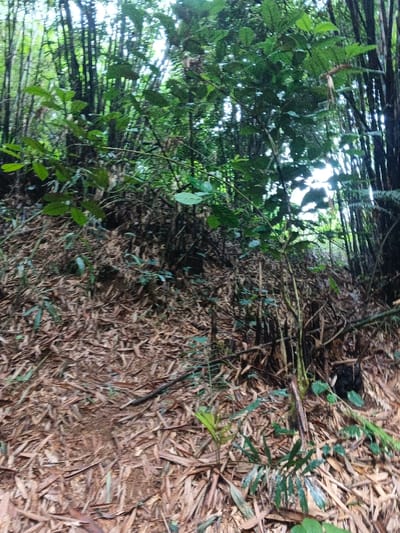 The image depicts a natural environment within Situm, Papua New Guinea, specifically a dense forested area. The ground surface is predominantly covered with a thick layer of dried, light brown leaves, indicative of fallen bamboo foliage, with patches of exposed dark earth. A narrow, unpaved path or trail is visible traversing the lower and middle sections of the frame, ascending slightly from the lower left to the center-right. Dense green vegetation, including small shrubs, young trees, and various leafy plants, occupies the foreground and midground, with some undergrowth partially obscuring the path. In the background, numerous tall, slender tree trunks, consistent with bamboo, rise vertically, forming a dense canopy. The upper portion of the frame shows a mix of dark green foliage and glimpses of bright, overcast sky through gaps in the tree canopy, suggesting natural daylight. No people, animals, or man-made objects are present in the scene.