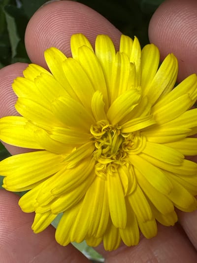 A close-up shot captures a vibrant yellow flower held gently between two fingers, likely belonging to a person. The flower's petals are numerous and arranged in concentric layers, with the outer petals being longer and more distinctly defined than the inner ones, which appear more delicate and curled. The center of the flower is intricate, with tightly coiled structures and hints of green. The skin of the fingers is detailed, showing clear fingerprints and a warm, rosy hue. The background is softly blurred, with dark green suggesting foliage, and a lighter green or white area that could be a natural outdoor setting. The lighting appears to be bright and natural, possibly indicating daylight, and the overall mood is one of appreciation for nature's detail. There is no visible text in the image.