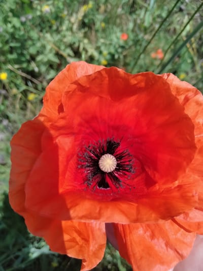 An extreme close-up shot captures the vibrant red petals of a poppy flower, with its dark stamen and pale pistil at the center. The background is softly blurred, showing green foliage and hints of other red and yellow wildflowers, suggesting an outdoor setting. A hand is partially visible at the bottom of the frame, gently holding the flower. The image was taken in Ananiv, Ukraine.