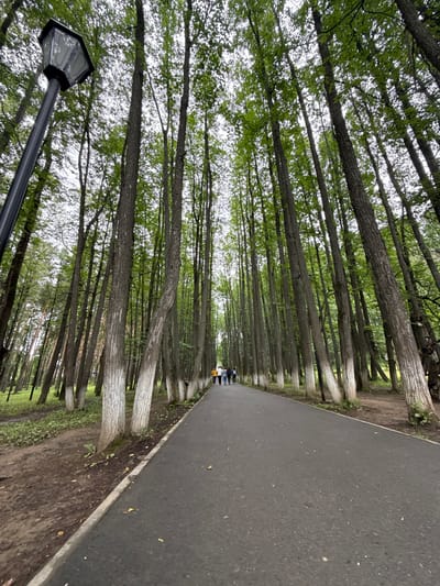 In the city of Lysva, Russia, a paved pathway cuts through a dense forest of tall, mature trees with green foliage. The perspective is low-angle, looking up towards the tree canopy and the overcast sky. A black, ornate lamppost stands prominently on the left side of the path, its top section visible. The trees lining the pathway are primarily deciduous, with rough bark and some of their lower trunks painted white. A small group of individuals, appearing to be adults, are walking away from the camera down the path. The ground on either side of the path is covered in dirt and some sparse vegetation. The overall scene depicts a serene, natural environment within an urban or park setting.