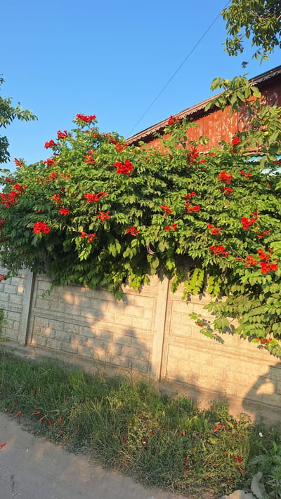 A vibrantly green vine, heavily laden with bright red trumpet-shaped flowers, cascades over a light-colored concrete wall in Sărata-Galbenă, Moldova. The wall, textured with a brick pattern, is bathed in the warm, golden light of the late afternoon sun, casting elongated shadows of the foliage and what appears to be two people onto its surface. The ground in front of the wall is covered in lush green grass, with scattered fallen red petals and leaves visible. Beyond the wall, the roofline of a rustic, reddish-brown wooden building is visible, with more green foliage peeking out from the right side of the frame. A clear, bright blue sky forms the backdrop. The scene is peaceful and idyllic, suggesting a warm, sunny day in a rural or semi-rural setting.