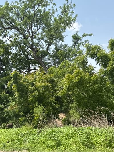 The image depicts a dense forest scene with a bright sky overhead. In the foreground, a carpet of lush green grass covers the ground. Behind the grass, a thick undergrowth of various green bushes and trees creates a dense wall of foliage. Interspersed within the undergrowth are dry, thorny branches, some forming a tangled barrier. Further back, the canopy of larger trees with their intricate branches and vibrant green leaves dominates the upper portion of the image. The overall impression is one of a wild and untamed natural environment, likely a part of the Atawa forest in Nigeria, characterized by its abundant vegetation and a clear sky.