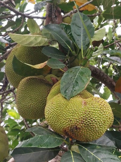The image displays several large, green jackfruits hanging from a tree amidst lush foliage. The jackfruits are characterized by their bumpy, spiky exteriors, with some showing slight browning. The leaves are broad, green, and appear wet, suggesting recent rain. The overall scene is natural and agricultural, with the jackfruits growing on branches. The background is a blur of green leaves and branches, hinting at a dense canopy. The specific location of Lang Biang in Đà Lạt, Vietnam, is not explicitly depicted in the image, but the presence of jackfruit trees and lush vegetation is consistent with the region's tropical climate and agricultural landscape.