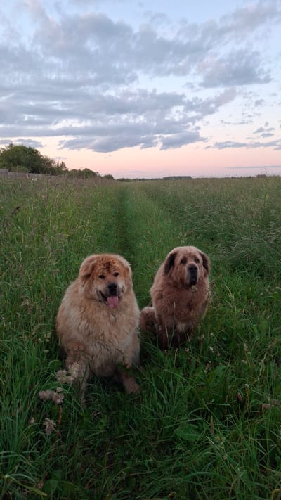 The image depicts two large, fluffy dogs sitting in a grassy field at dusk. The dog on the left is lighter in color, with its tongue hanging out. The dog on the right is darker brown and looking directly at the camera. They are positioned on a path worn through tall grass. In the background, the sky is a soft blend of blue, pink, and gray clouds, with a faint indication of a horizon line. The overall setting suggests a rural or semi-rural environment, potentially in the vicinity of Timmolovo, Russia, given the natural landscape and the soft, diffused light of sunset.