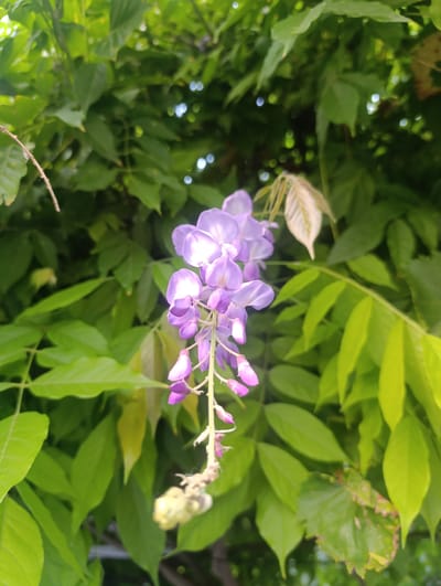 A close-up, eye-level shot captures a cascading cluster of purple wisteria flowers against a backdrop of lush green leaves. The flowers, varying in shade from pale lavender to a deeper violet, are delicately arranged in a pendulous raceme. Some of the blooms are fully open, revealing their intricate structures, while others remain as tightly furled buds. The leaves are a vibrant green, with some catching the sunlight and appearing almost translucent. The overall impression is one of natural beauty and springtime bloom. The scene is an outdoor natural environment, possibly a garden or park within the city of Zaliznyi, Russia, given the context provided.