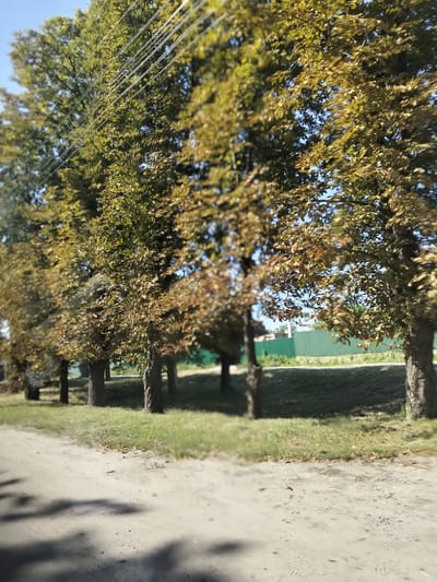 The image depicts a row of trees with some autumnal foliage bordering a dirt road. In the background, a green fence runs along the property line. The scene appears to be a rural or suburban area, likely in or near Myrhorod, Ukraine, given the context. There are no people or animals visible in the image. The lighting suggests it is daytime, with the sun casting shadows on the road. The trees are tall and appear to be deciduous, with leaves transitioning from green to yellow and brown. The overall impression is one of a quiet, natural setting.