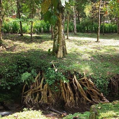 The image shows a natural scene in Durin Serugun, Indonesia. In the foreground, a large tree with prominent, exposed roots dominates the center of the frame. The tree's trunk is textured and covered in moss. Its roots spread out and are intertwined, descending into the earth and over a bank. Dense green foliage, including ferns, surrounds the base of the tree and covers the slope. Beyond the tree, a sun-dappled grassy area leads to a background of more trees and vegetation. The lighting suggests it is daytime with sunlight filtering through the canopy. There are no people or animals visible in the image.