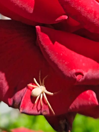 A close-up photograph displays a vibrant red flower, likely a rose, in Терновский округ, Ukraine. Multiple deep red petals, exhibiting subtle texture and varying shades due to direct sunlight, dominate the frame. Highlights appear on the upper curves and edges of the petals, while deeper shadows define the crevices and overlaps. A small, pale cream-colored spider, approximately 1.5 cm in length, is positioned on one of the lower-middle petals. Its eight slender legs are splayed outwards, with its pale, ovate abdomen and cephalothorax clearly visible. The spider appears motionless, contrasting sharply against the rich red surface of the petal. The background is a highly blurred expanse of green, suggesting distant foliage or grass in a natural outdoor environment. No other subjects or specific actions are discernible within the frame.