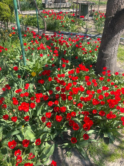 A ground-level, outdoor scene depicts a vibrant garden in what appears to be Hrishteni, Bulgaria. A large tree trunk is visible on the left of the frame. The dominant feature is an expansive bed of red tulips, densely packed together. A green, metal railing runs parallel to the tulip bed. Behind the tulips, patches of grass and bare earth suggest an unpaved area. The light indicates it is likely daytime, possibly late morning or early afternoon. The setting suggests a residential or public garden space.