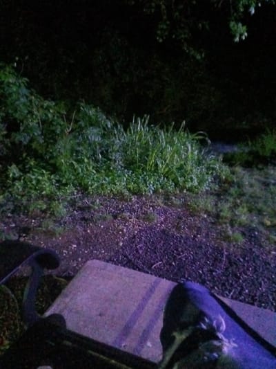 The image presents a dimly lit outdoor scene, likely at night, in what appears to be a garden or natural area. In the foreground, a portion of a concrete structure, possibly a bench or part of a pathway, is visible. The ground consists of dark gravel or small stones. Behind this, a dense patch of greenery with various types of plants and bushes is discernible. The background is dark, suggesting trees and foliage extending into the night. Without further context, it is not possible to specify the exact location in Tahlequah, United States of America.