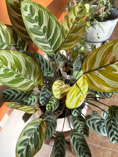 Overhead shot of two potted plants on a ledge in Jesús del Monte, Mexico. The plant on the left has broader, striped leaves in shades of green and white, with some leaves showing yellowing and brown spots. The plant on the right has darker green leaves with darker stripes. The plants are in a white ceramic pot. In the background, there is a partially visible silver metal container with small green plants. The ledge appears to be made of wood, while the background wall features tiles.